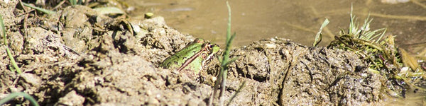 Comment vider un bassin un jardin?