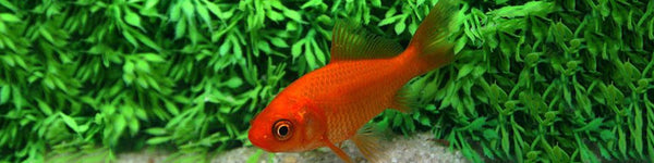 En savoir plus sur le poisson rouge d'étang ou d'aquarium.