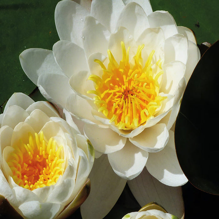 Nénuphar de décoration avec gouttes de pluie - coloris blanc - Ø20 cm
