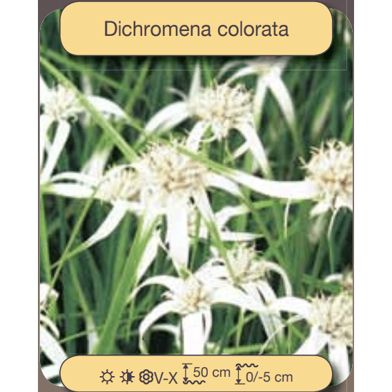 Aquiflor Plantes aquatiques Dichromena colorata