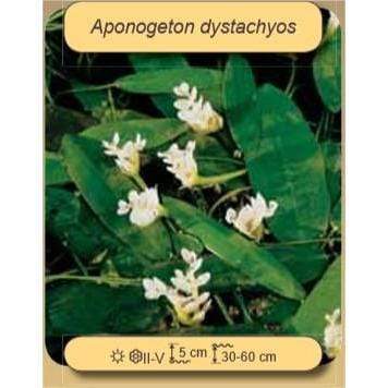 Aquigarden Plantes aquatiques APONOGETON DISTACHYOS 5021353003369 5021353003369