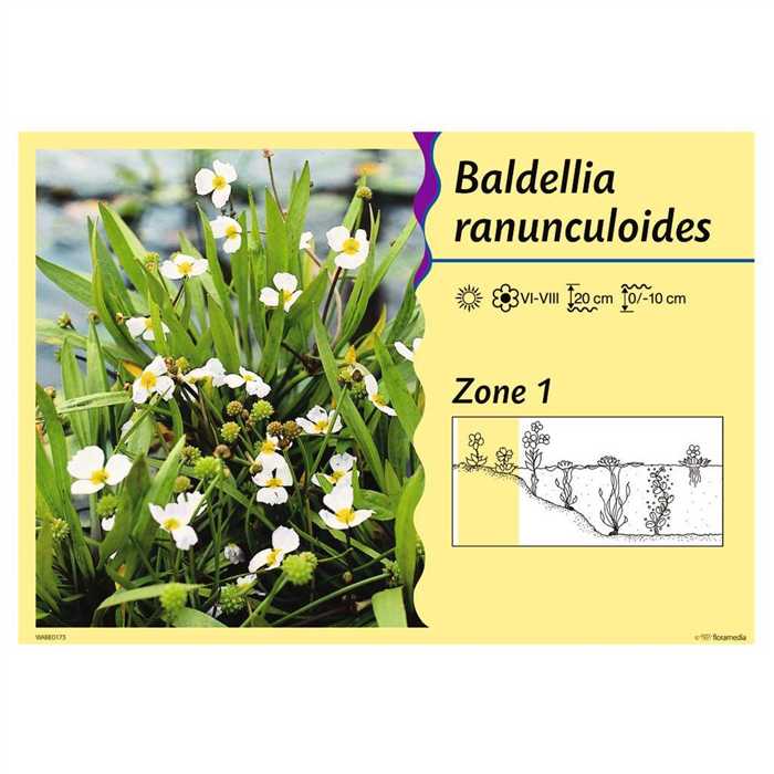 Aquigarden Plantes aquatiques Baldelia ranunculoïdes (fausse-renoncule) 8712815203300 8712815203300