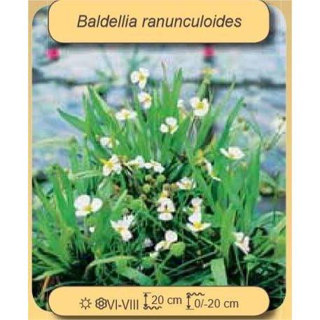 Aquigarden Plantes aquatiques Baldelia ranunculoïdes (fausse-renoncule) 8712815203300 8712815203300