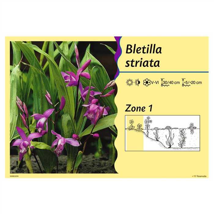 Aquigarden Plantes aquatiques BLETILLA STRIATA (ROSE/ROOS) - Orchidée d'eau 8713469104326 8713469104326