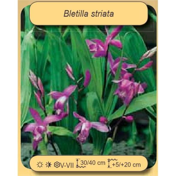 Aquigarden Plantes aquatiques BLETILLA STRIATA (ROSE/ROOS) - Orchidée d'eau 8713469104326 8713469104326