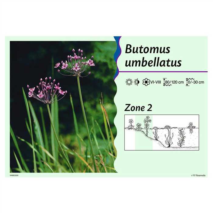 Aquigarden Plantes aquatiques Butomus umbellatus - Jonc fleuri 8713469104340 8713469104340