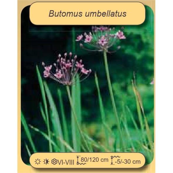 Aquigarden Plantes aquatiques Butomus umbellatus - Jonc fleuri 8713469104340 8713469104340