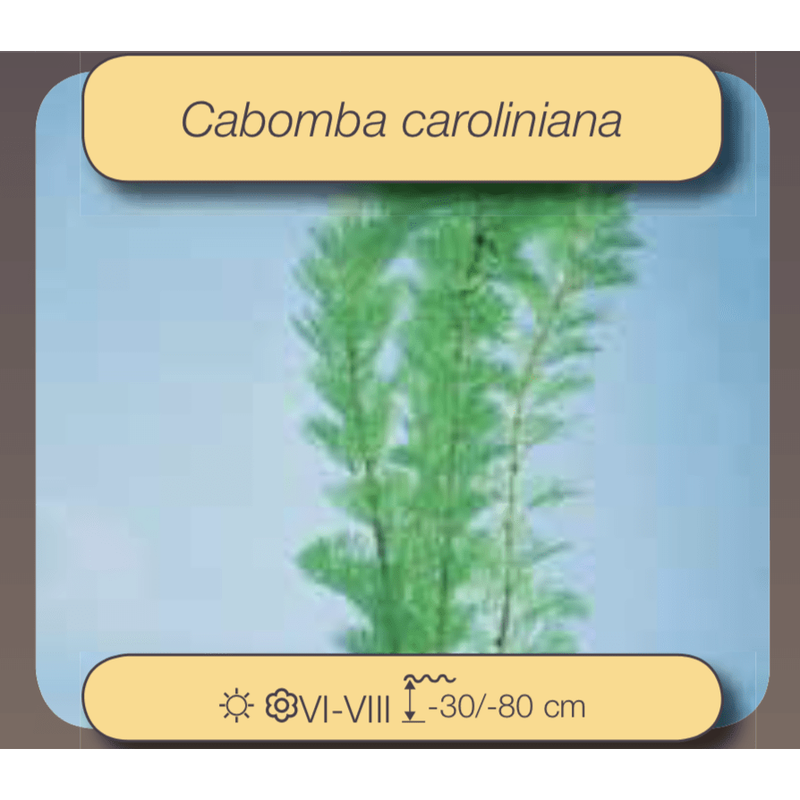 Aquigarden Plantes aquatiques Cabomba caroliniana (Cabomba de Caroline)