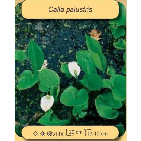 Aquigarden Plantes aquatiques Calla palustris (Blanche) - Arum des marécages 8713469104357 8713469104357