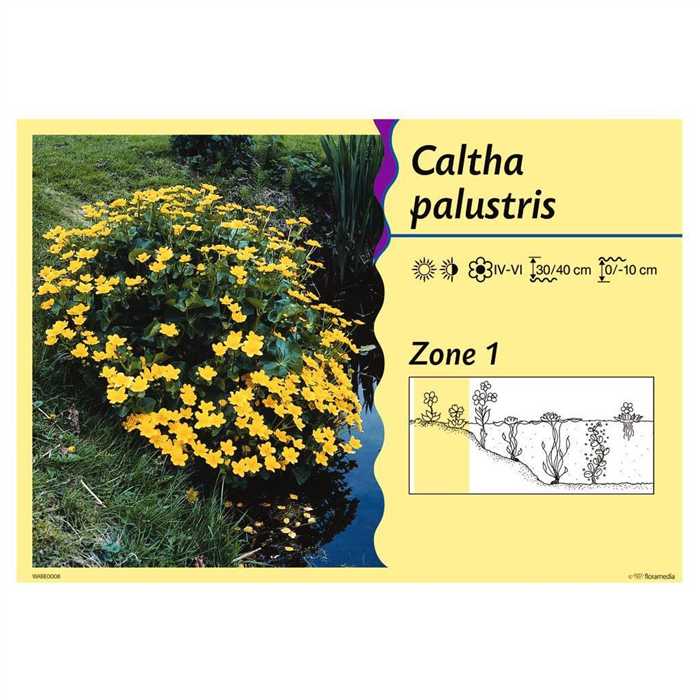Aquigarden Plantes aquatiques Caltha palustris - Populage des marais 8713469104371 8713469104371