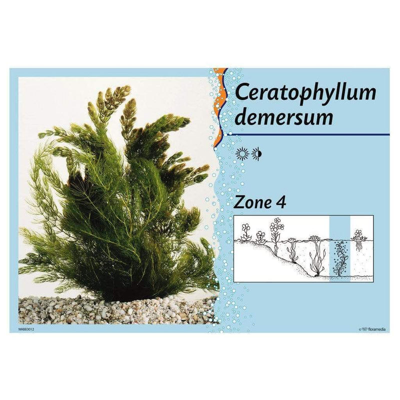 Aquigarden Plantes aquatiques Ceratophyllum Demersum (Cornifle immergée) - Plante oxygénante 8713469104463 8713469104463
