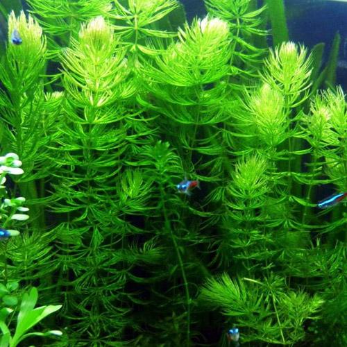 Aquigarden Plantes aquatiques Ceratophyllum Demersum (Cornifle immergée) - Plante oxygénante 8713469104463 8713469104463