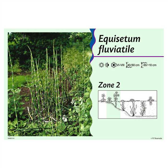 Aquigarden Plantes aquatiques Equisetum Fluviatilis - Prêle d'eau 8713469103190 8713469103190