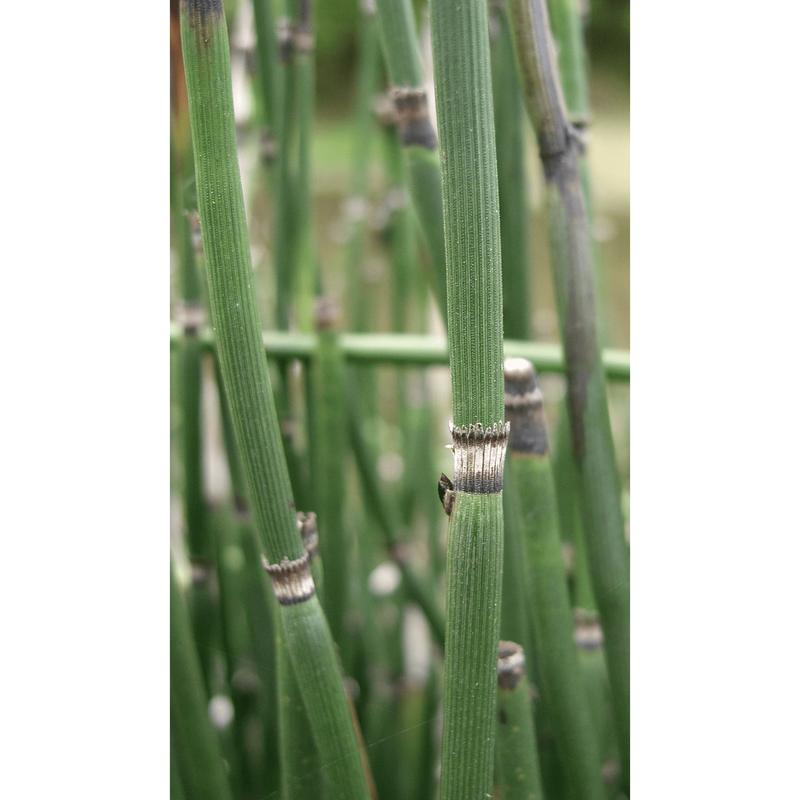 Aquigarden Plantes aquatiques Equisetum Fluviatilis - Prêle d'eau 8713469103190 8713469103190