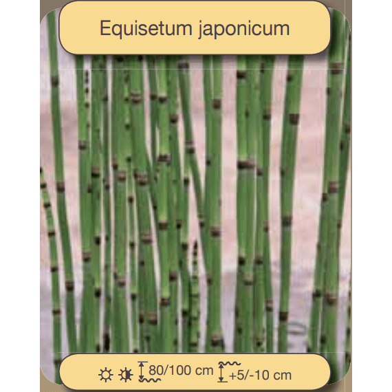 Aquigarden Plantes aquatiques Equisetum japonicum - Prêle japonaise 8713469104609 8713469104609