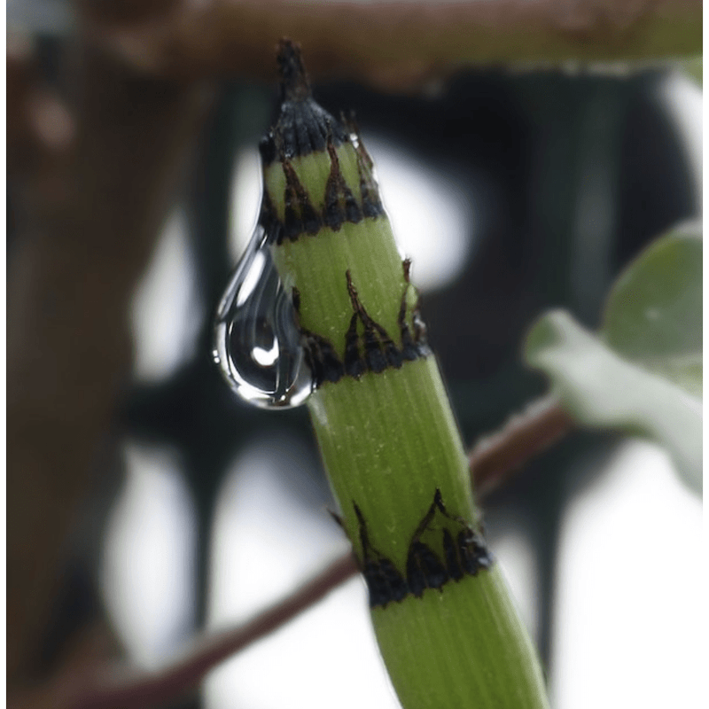 Aquigarden Plantes aquatiques Equisetum japonicum - Prêle japonaise 8713469104609 8713469104609