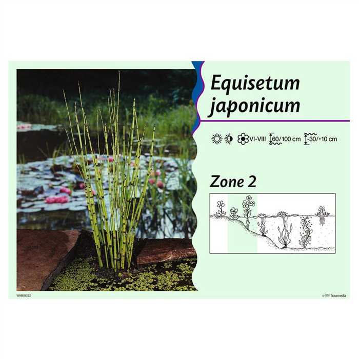 Aquigarden Plantes aquatiques Equisetum japonicum - Prêle japonaise 8713469104609 8713469104609