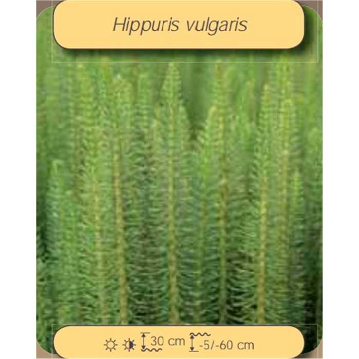 Aquigarden Plantes aquatiques Hippuris Vulgaris (Pesse vulgaire) - Plante oxygénante - La Pesse D'eau 8713469104760 8713469104760