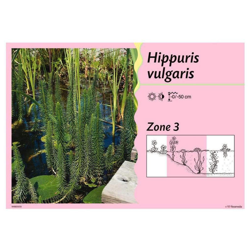 Aquigarden Plantes aquatiques Hippuris Vulgaris (Pesse vulgaire) - Plante oxygénante - La Pesse D'eau 8713469104760 8713469104760