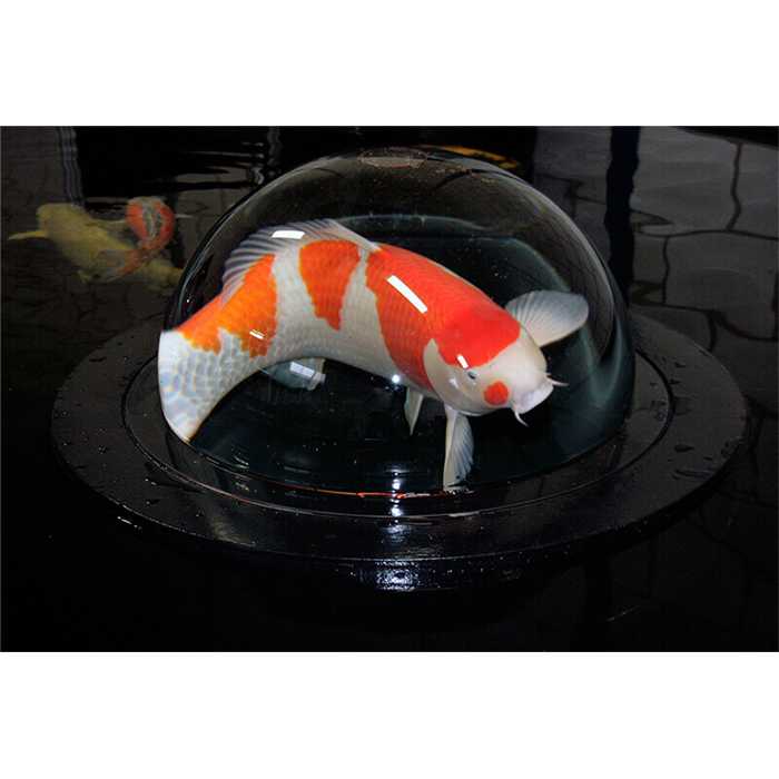 Foudebassin.com Décoration AQUAFORTE FISH GLOBE Ø 500 8717605091174 SK654