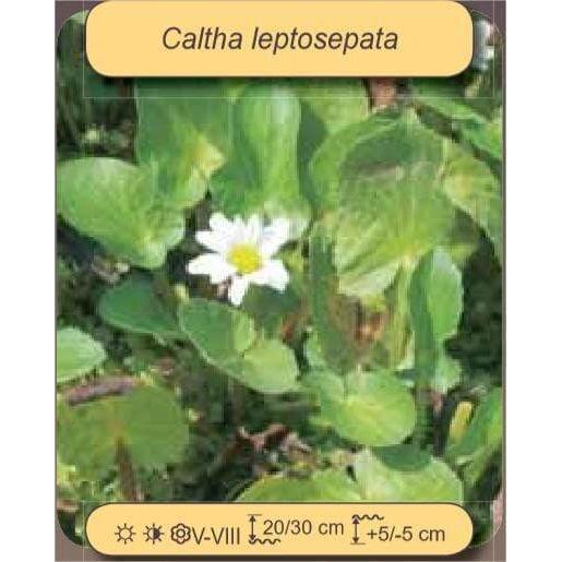 Foudebassin.com Plantes aquatiques CALTHA LEPTOSEPALA 8712044907840 8712044907840