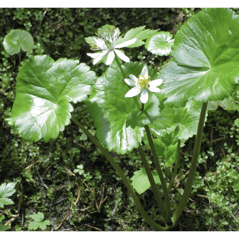 Foudebassin.com Plantes aquatiques CALTHA LEPTOSEPALA 8712044907840 8712044907840