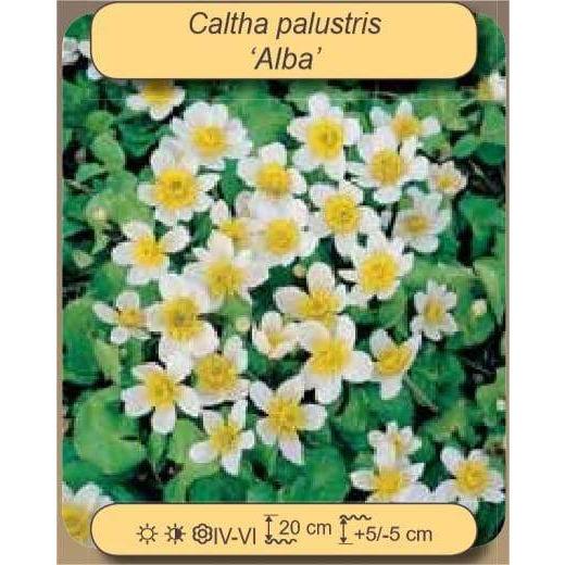 Foudebassin.com Plantes aquatiques CALTHA PALUSTRIS ALBA (BLANC/WIT) 8713469104388 8713469104388