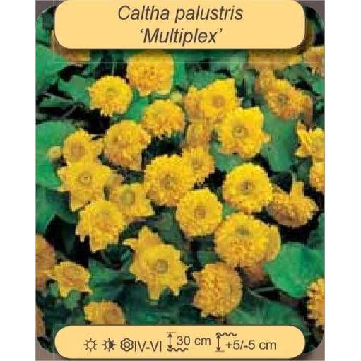 Foudebassin.com Plantes aquatiques Caltha palustris ‘Multiplex’ - Populage des marais 8712815777313 8712815777313